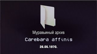 Муравьиный архив. Коротко о каждом виде. VHS кассета № 12 -  Carebara affinis