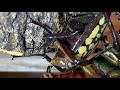 【4K/60fps】Mecynorhina Oberthueri  mating Part2　オーベルチュールオオツノカナブンの交尾 その２