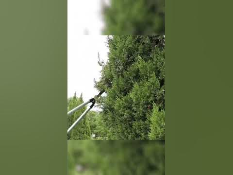 садовые ножницы с телескопическими ручками с AliExpress - YouTube