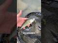 ANGELN auf BARSCHE!! 🎣🍒#angeln #barsch #barschangeln #fisch #raubfisch #raubfischangeln #fishing