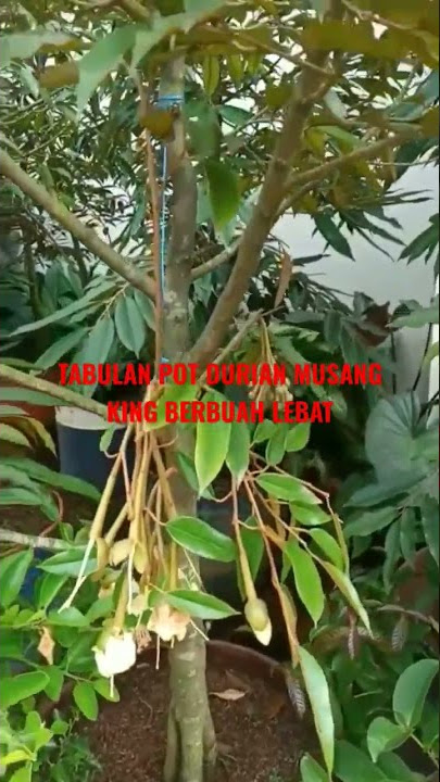 Durian musang king 3 kaki berbuah lebat tabulan pot #shorts #durian #tanamanhias #tanamanhiasindoor