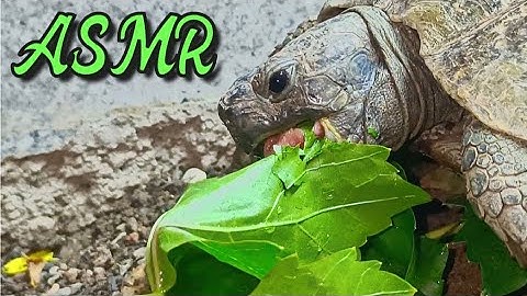 🐢💚 The Most Relaxing Turtle Feeding Video – Grape Leaves & Grass!