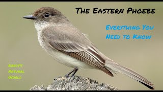 The Eastern Phoebe: Everything You Need to Know