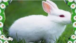 Go Eco Babytv 2014 Pigs