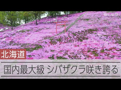 広がるピンク色のじゅうたん　国内最大級、シバザクラ咲き誇る　北海道・大空町