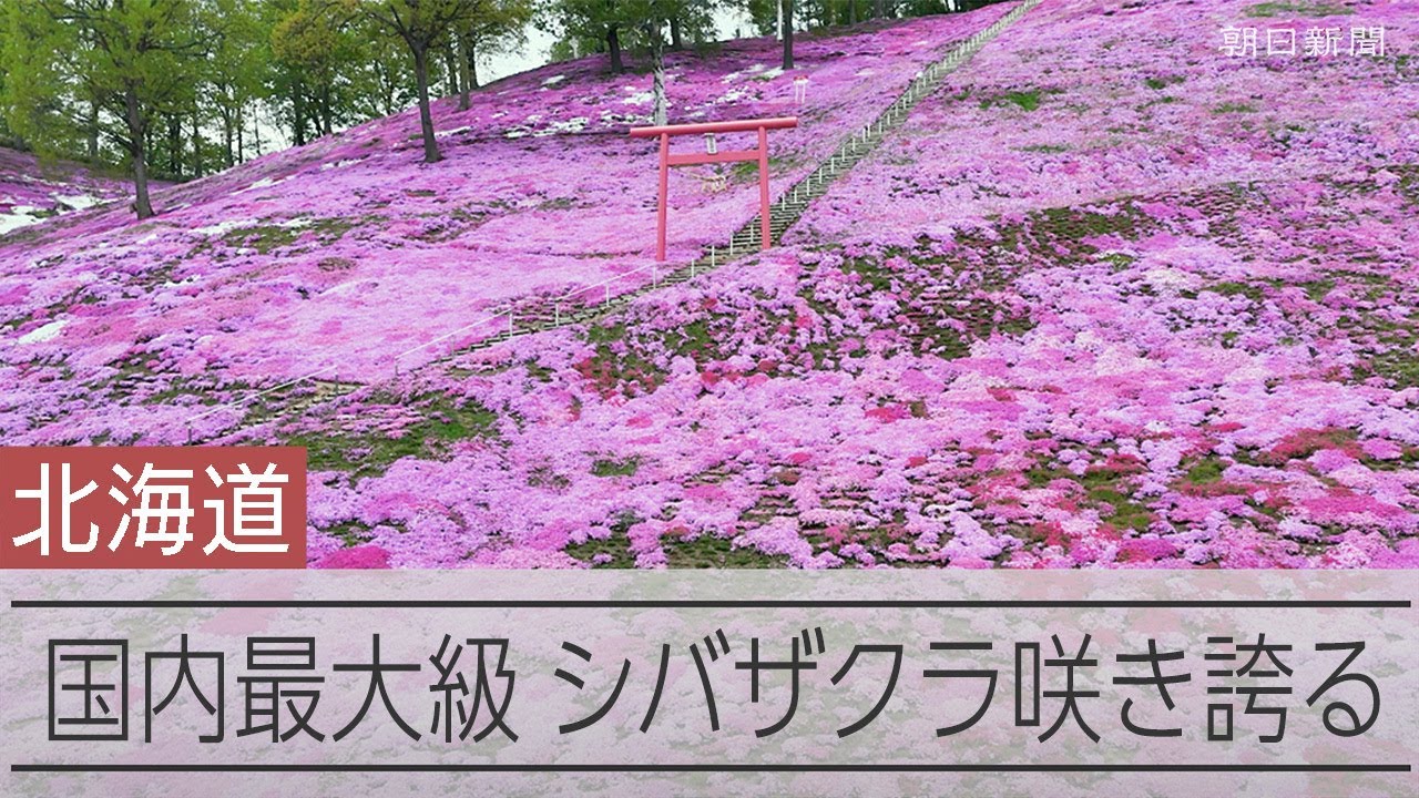広がるピンク色のじゅうたん 国内最大級、シバザクラ咲き誇る 北海道