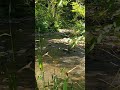 2 coyotes attacking a deer in a creek. Was scaring them off the right call? #oregon #nature