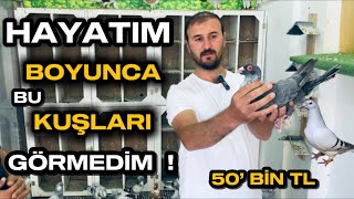 HAYATIM BOYUNCA BÖYLE KUŞLARA HİÇ DENK GELMEDİM ! Çifti 50’BİN TL