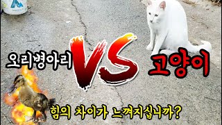 오리병아리 vs 일진고양이의 대결