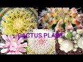 Easy  Care To Grow Cactus Plants|Cactus Lover|Anna Charitoo.
