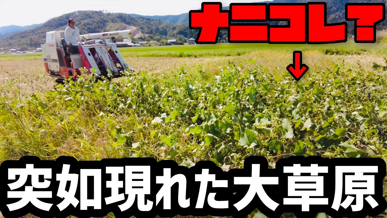 ナニコレ？稲刈り中に突如現れた大草原！悔しいけどコンバインが壊れて