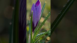 봄의 시작을 알리는 첫 꽃 | Crocus Flower Timelapse