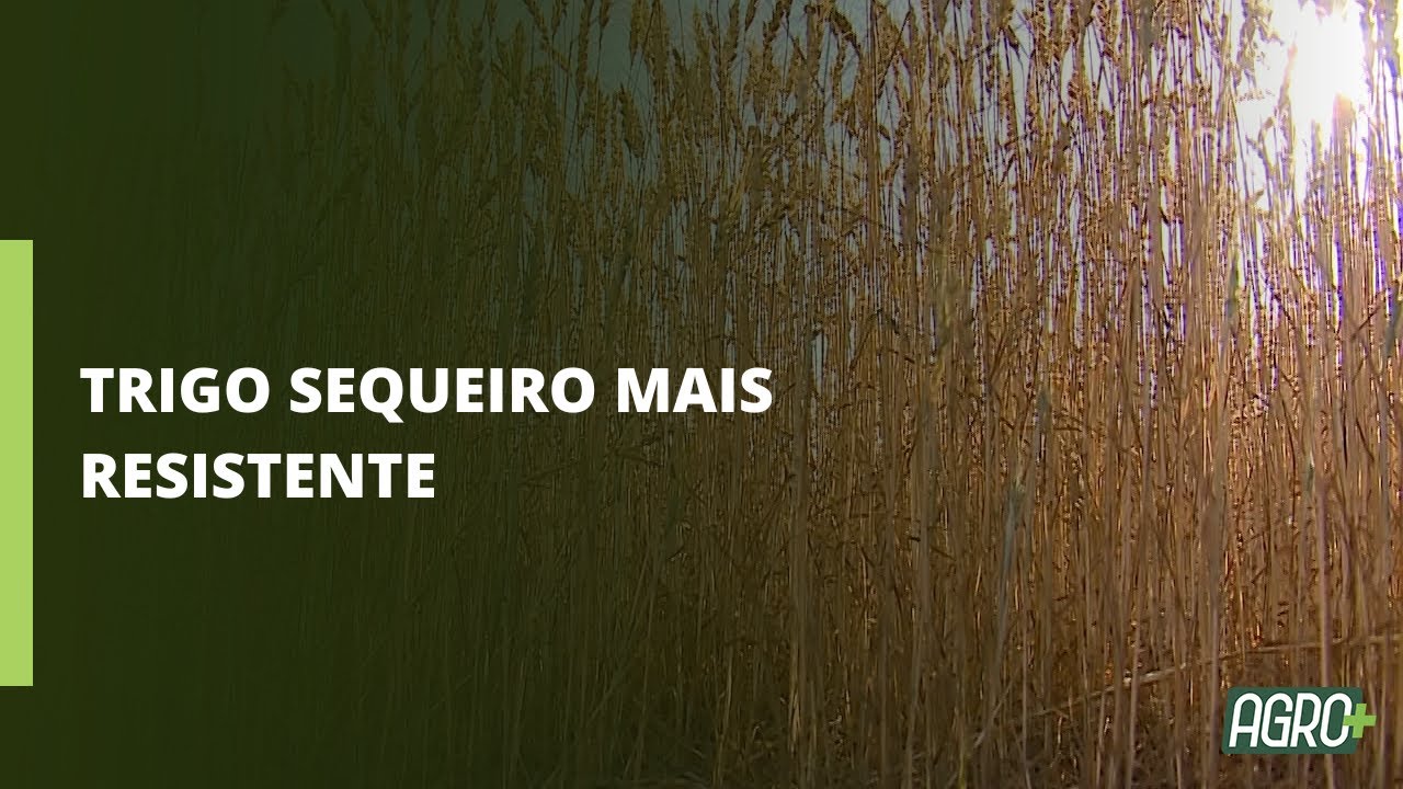 Cooperativa acredita que o trigo vai avançar no cerrado