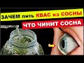 КВАС из СОСНЫ исцелит каждую клеточку ,  остановит старение , продлит жизнь !