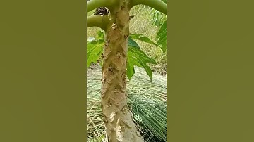 Chiết Cây Đu Đủ