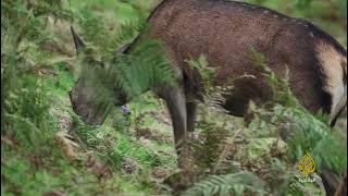 ملاذ على جبال البرانس.. البحث عن شبح الغابة