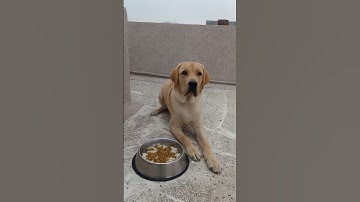 Labrador Dog learning and performing training commands | #dogtraining