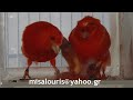 Αναπαραγωγή κόκκινα λιποχρωμικά Γερμανικά καναρίνια -Breeding Red lipochrome Huppe Allemand canaries