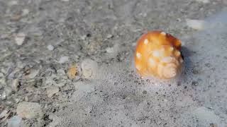 Video from the beach at the Blue Dolphin on Sanibel Island in Florida
