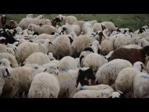 Video: Doğu Avrupa Çobanı Neyle Beslenir?