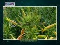 Root Modifications and Functions Quiz