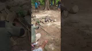 pulau komodo.#shorts #komodo#labuanbajo #manggarai #flores