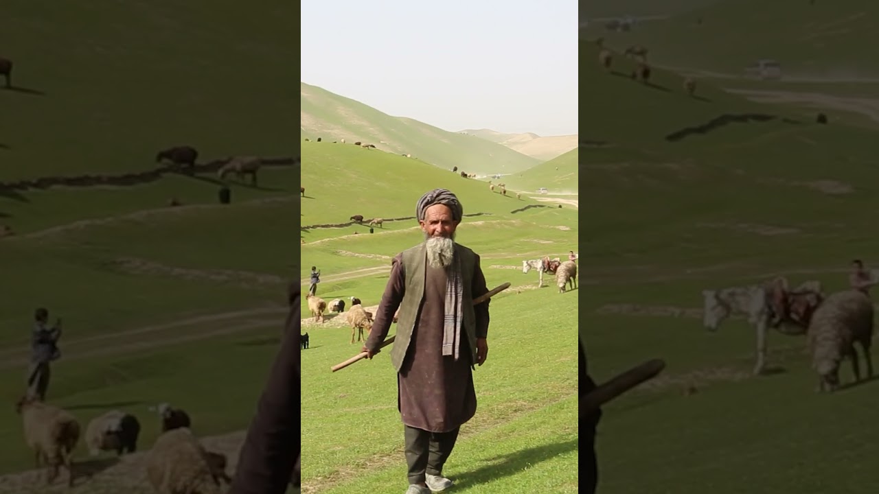 Afghan Shepherd 