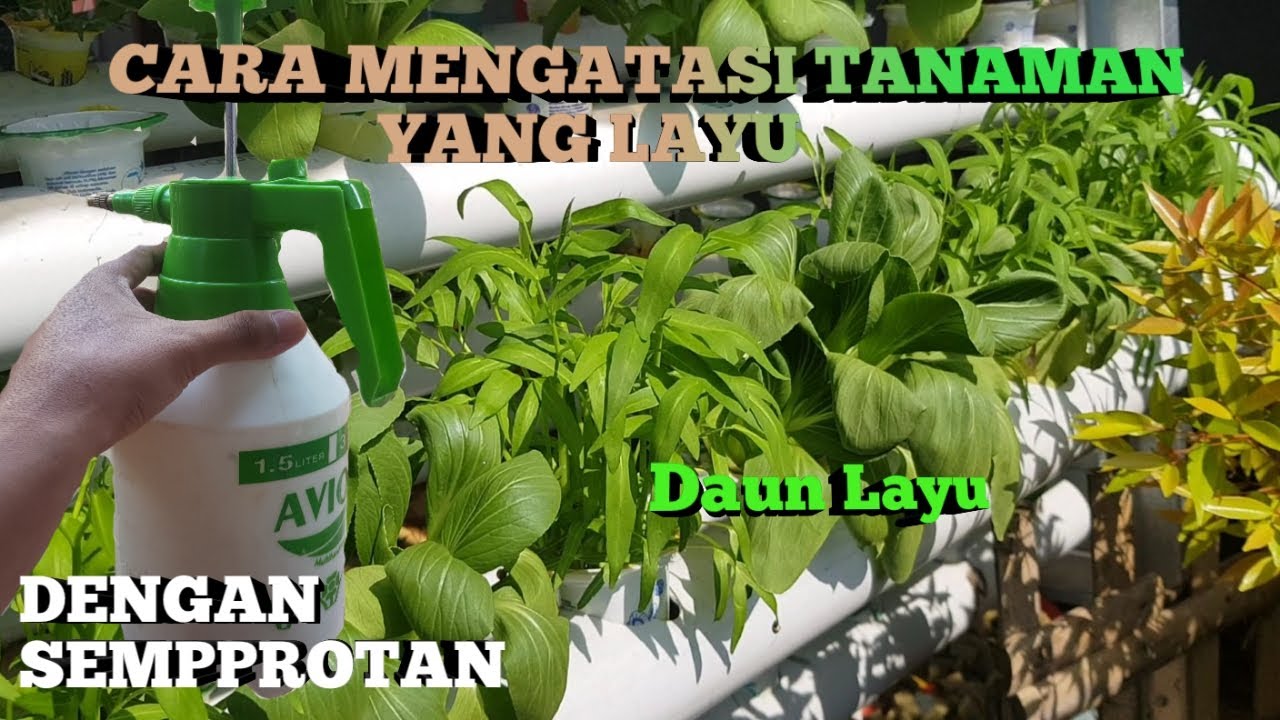 SOLUSI TANAMAN iHIDROPONIK LAYUi KETIKA CUACA PANAS YouTube SOLUSI TANAMAN iHIDROPONIK LAYUi KETIKA CUACA PANAS YouTube
