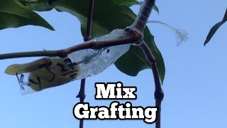 Mix Grafting Sambung Pucuk Sambung Sisip Jambu Madu Hijau Cleft Side Grafting Multiple Fruit Trees