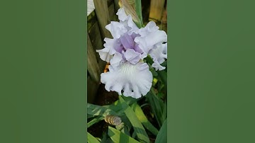 Tall Bearded Iris