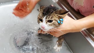 [ENG SUB] First day of cat Kkukku adoption, Can a goodnatured cat take a good bath?