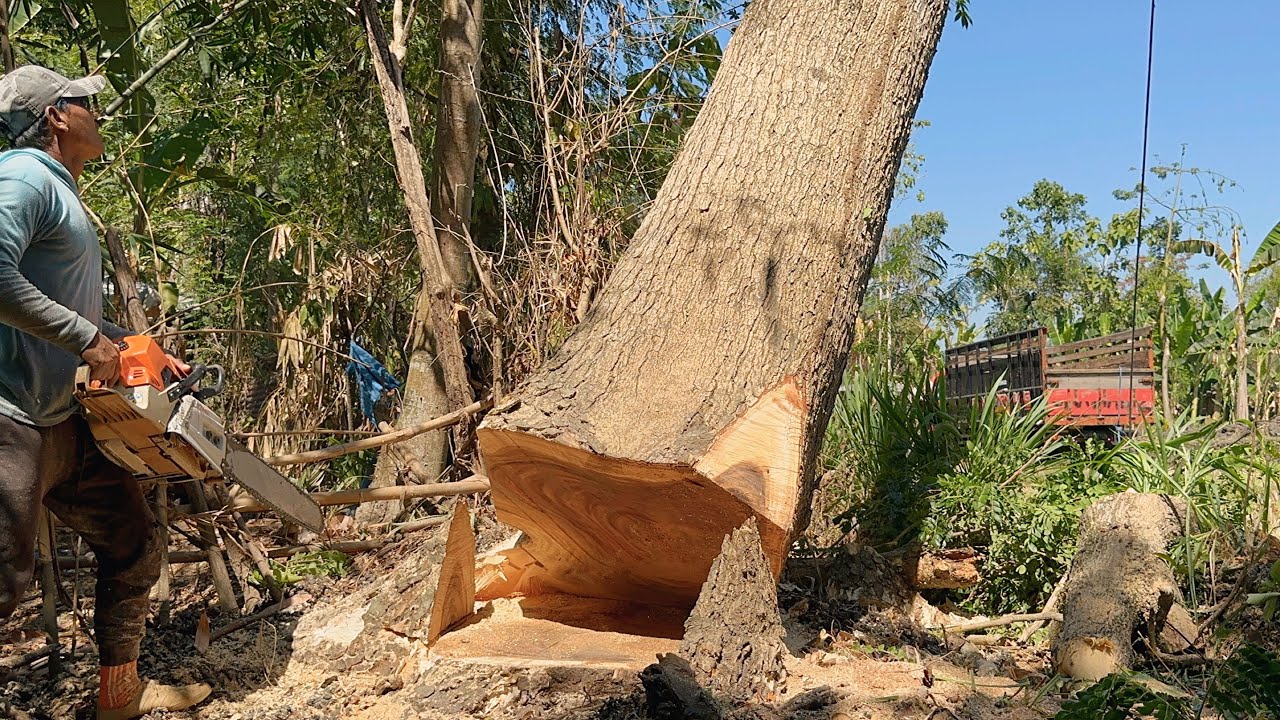 High risk!! Felling tallest tree in the rice fields, Stihl ms881. - YouTube