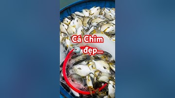 @cabienvietnam ✅ Thu hoạch bè Cá Chim đẹp 3-4-7 lên xe ở Miền Trung #cáchim #cábiển 0387373079