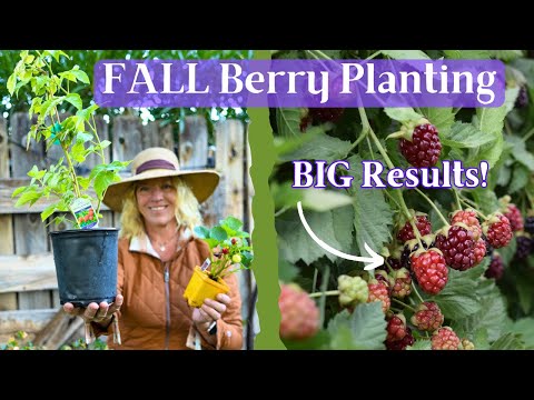 How to Plant, Grow and Harvest Blackberries and Raspberries