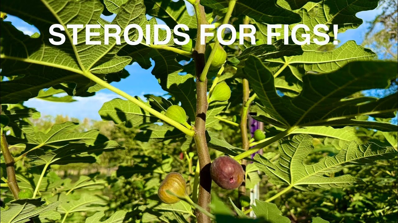 Fig Tree Steroids! 🏋️💪