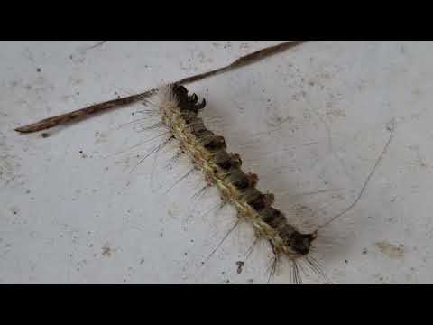 Lymantria dispar