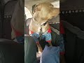 My Dog Is Thicker Than A Snicker рџ Јрџђ вќ рџђѕ Americanbullybreed Adorabledog My Dog Is Thicker Than A Snicker рџ Јрџђ вќ рџђѕ Americanbullybreed Adorabledog