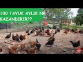 100 TAVUK 1 AYDA NE KADAR GELİR GETİRİR. NE KADAR PARA KAZANIYORUZ. KÖYDE EK GELİR YOLLARI.