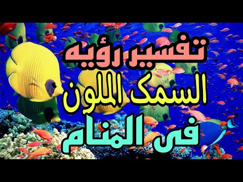 تفسير رؤيه السمك الملون في االمنام رؤيه سمك الزينه في المنام