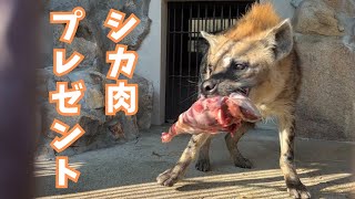 【池田動物園公式】ブチハイエナにシカ肉をプレゼント