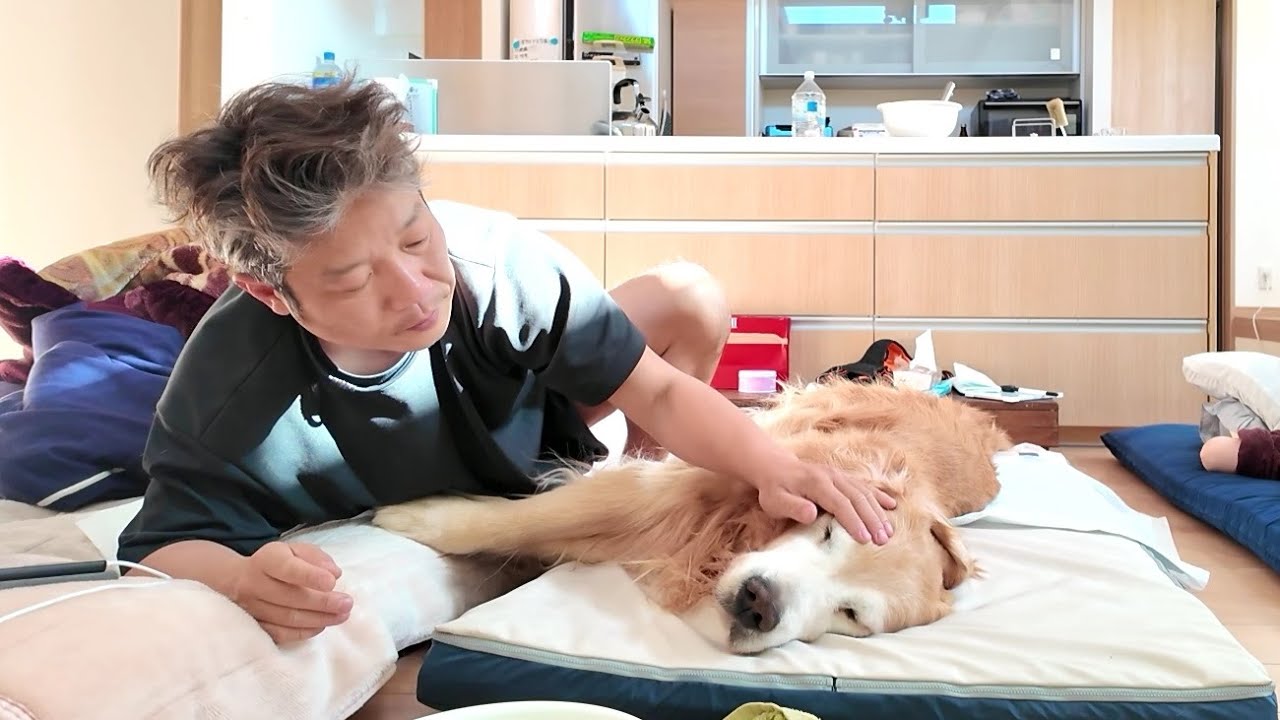 99.5%真実‼　けんけん版　実話○ック○ズ、観破学　コールドリーディング The last 24h with my dog fighting a brain tumor [Golden Retriever