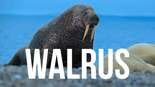 Walrus | Sound Effect (Copyright Free)