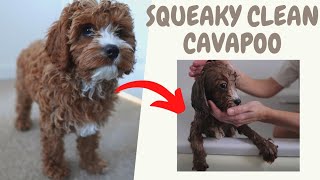 Cavapoo Puppy Gets His Very First Bath