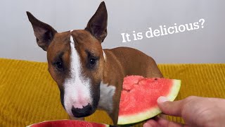 Bull terrier eats watermelon. Dog tries watermelon.
