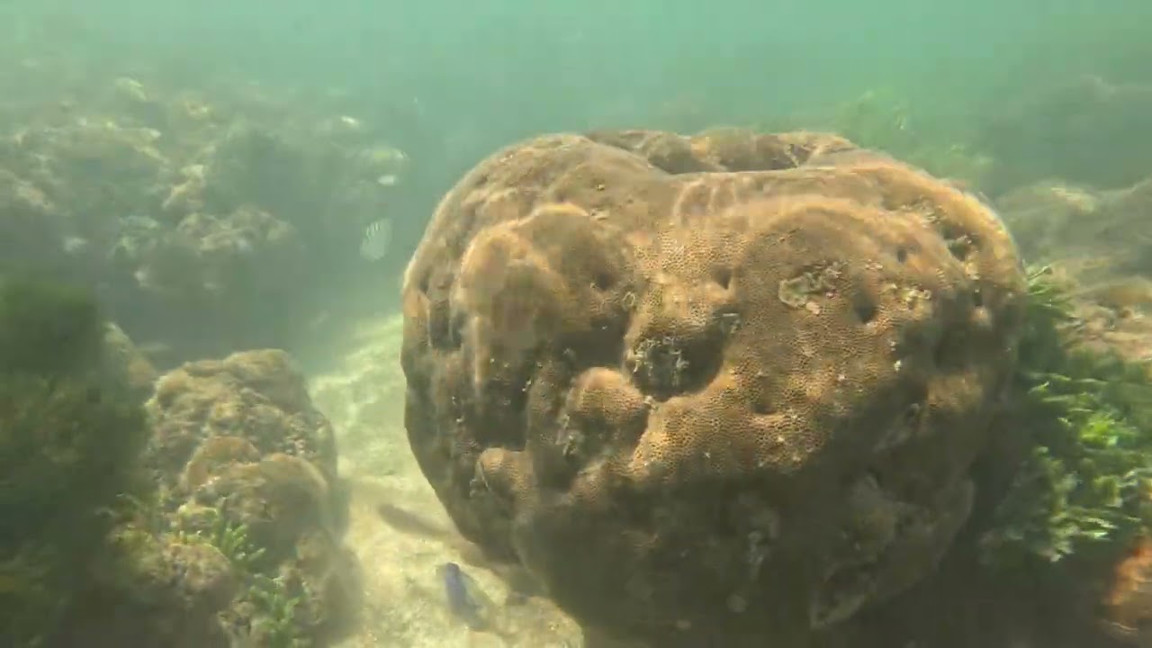 Corais do Caribessa 16/02/26