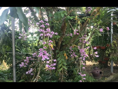 Cực PHÊ khi ngắm vườn hoa lan Phi Điệp Tím bung lụa | Foci