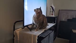 My cat attacking bunny on TV