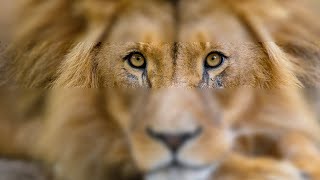 5 Alasan yang Membuat Singa Memang Pantas Menjadi Raja Rimba