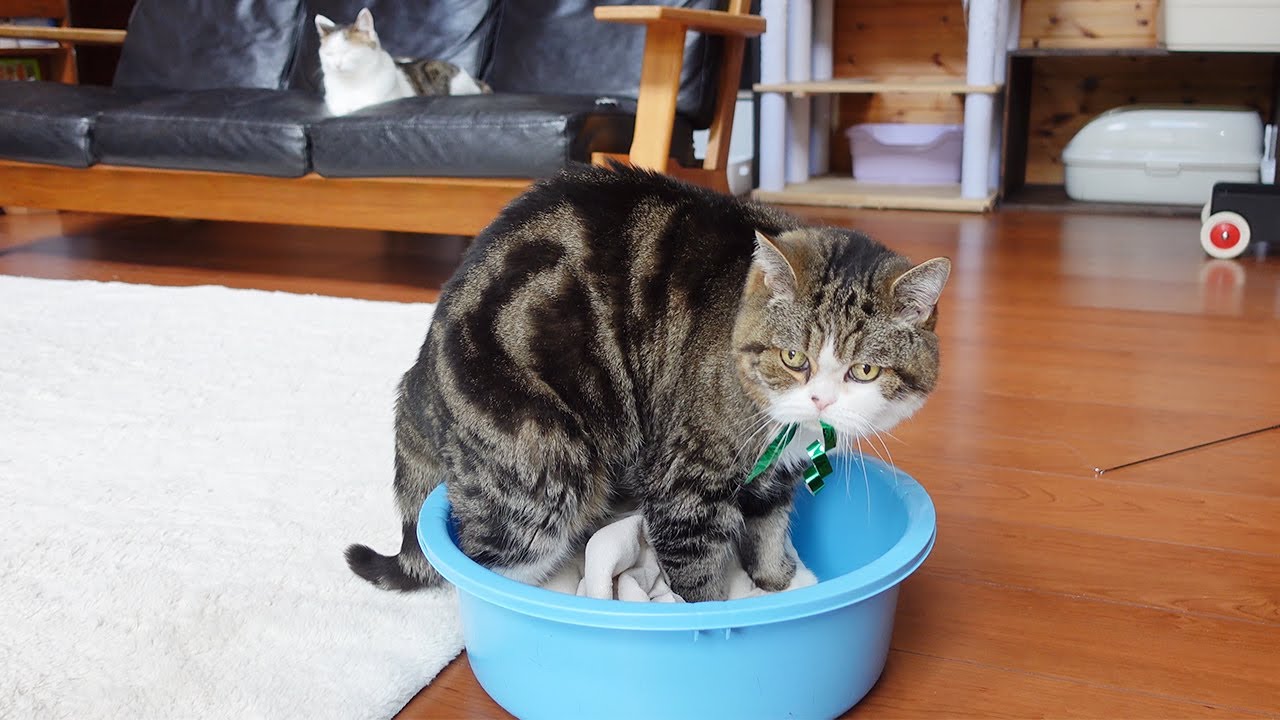 唐突に洗濯屋さんをオープンさせたねこ。-Maru suddenly opened a