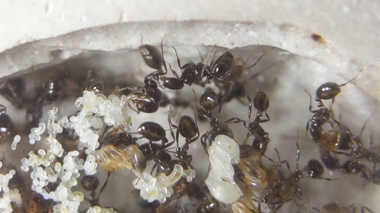 S. xyloni tending brood